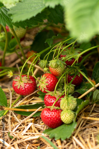 Strawberry patch with ripe berries