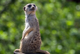 Portrait of a meerkat watching the surroundings.