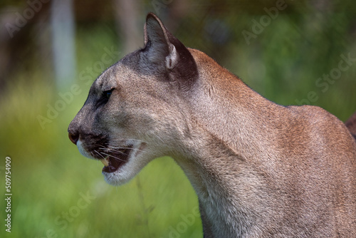 Cougar or mountain lion (Puma concolor)