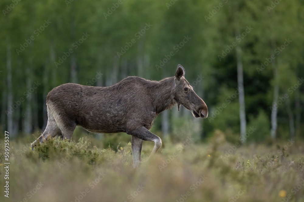 Moose walking in the forest meadow late in the evening Moose walking in the forest meadow late in the evening