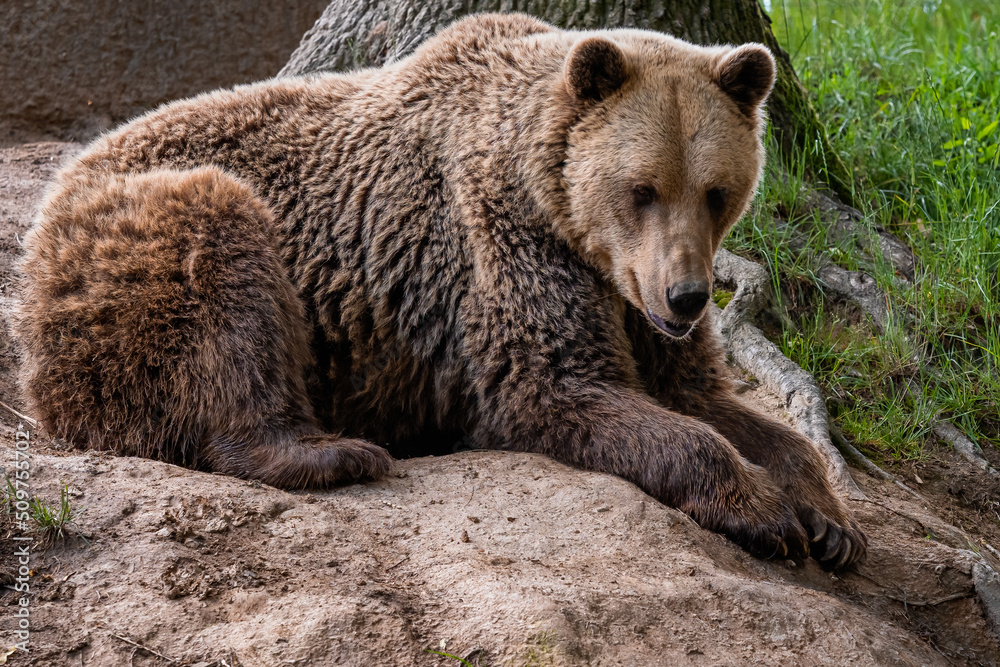 Obraz premium Brown bear (Ursus arctos)