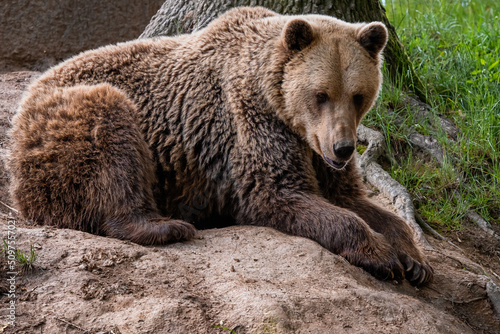 Wallpaper Mural Brown bear (Ursus arctos) Torontodigital.ca