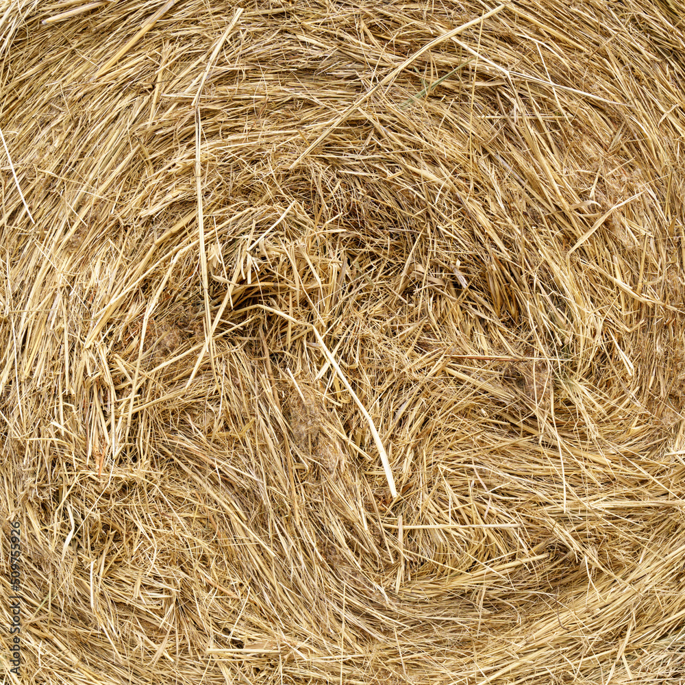 Dry grass straw background texture, Natural background of dry straw and hay. Square format Dry grass straw background texture, Natural background of dry straw and hay. Square format