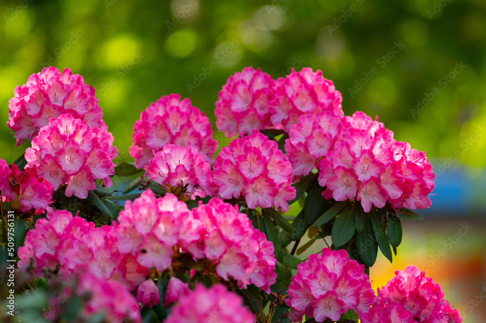 pink rhododendron flowers blooming in spring in the park pink rhododendron flowers blooming in spring in the park
