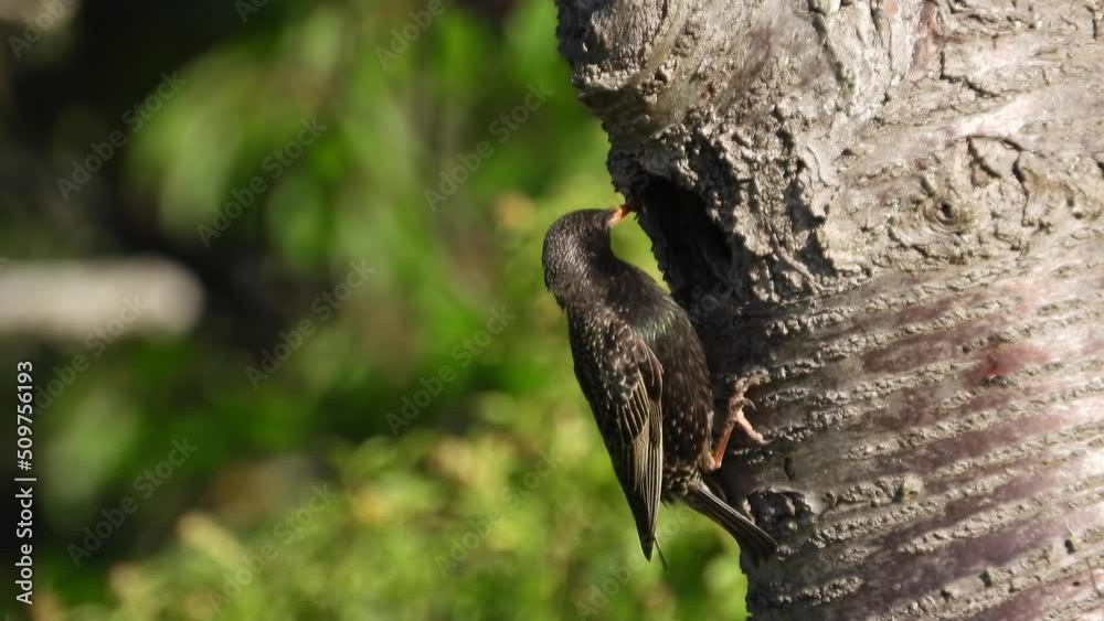 Star (Sturnus vulgaris)
