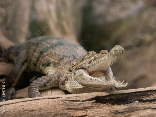 Crocodile with open mouth lies on an old log