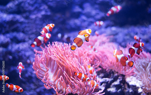 Fototapeta Naklejka Na Ścianę i Meble -  Concept - to be yourself, to be unique. A flock of standard clownfish and one colorful fish. On black background