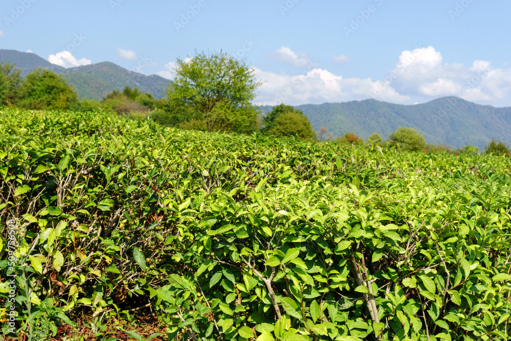 Green tea bad and fresh leaves with sunlight, tea plantation natural background