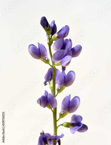 Shell dyer, Baptisia tinctoria