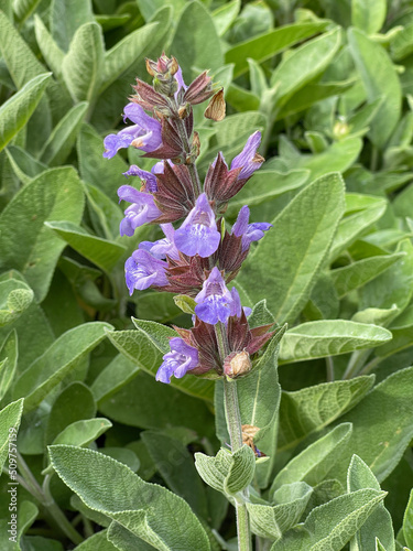 Sage, Salvia officinalis