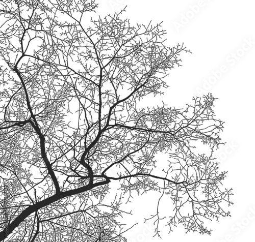 Silhouette of tree branches on a white background. Realistic black and white illustration of elm branches.