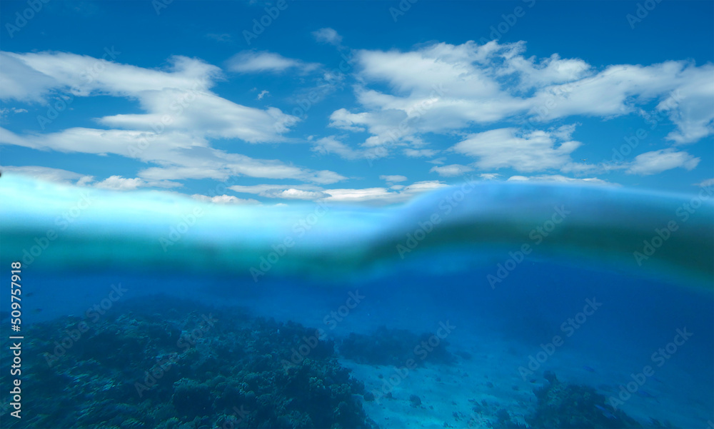 Obraz premium amazing coral reef , red sea, split