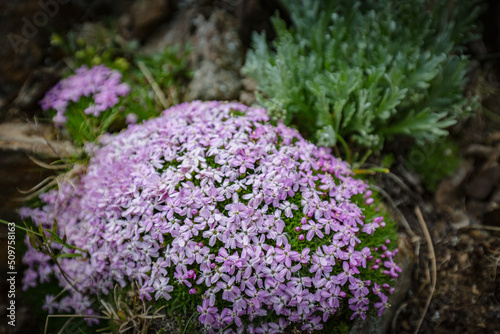 View of tender small mountain violet flowers in nature background