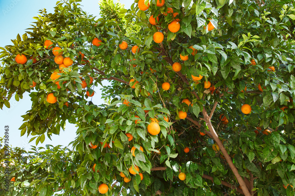 Oranges grow and ripen on the branches of a tree among green leaves.