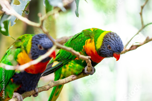 Tropical multicolor rainbow lorikeet, closeup bird portrait