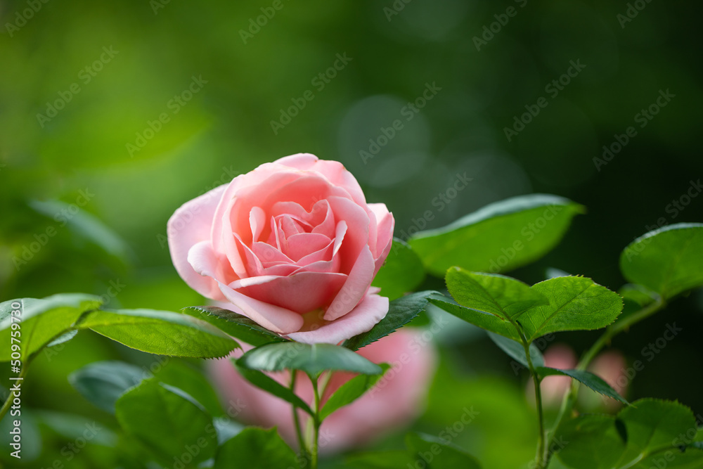 różowe róże na krzaku w ogrodzie pełnym zieleni - obrazy, fototapety, plakaty 