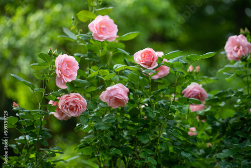 różowe róże na krzaku w ogrodzie pełnym zieleni photo