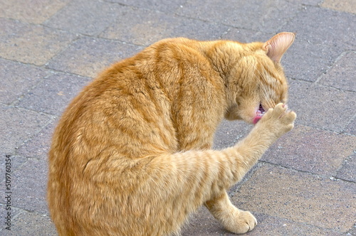 Kot czyszczący futro