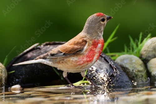 Linnet, Carduelis cannabina, male stands in the water of a bird's watering hole. Czechia. Europe.  © Milan