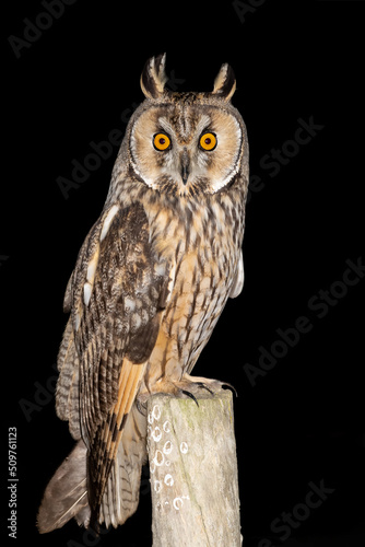 Long-eared owl great portrait in Portugal