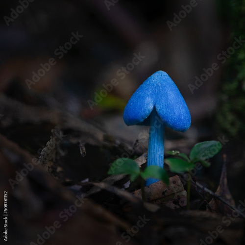 Entoloma hochstetteri, also known as blue mushroom, on forest ground. Vertical format. photo