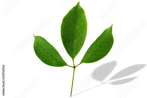 Rubber tree leaf on white background with clipping path