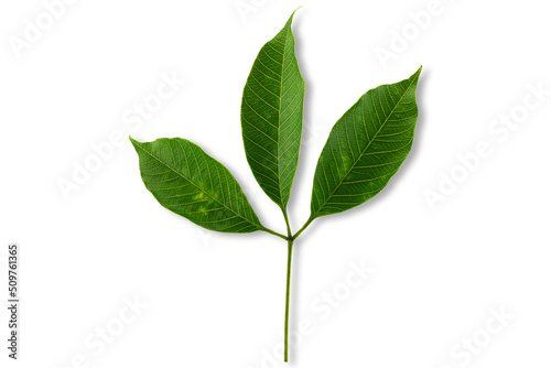 Rubber tree leaf on white background with clipping path