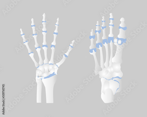 bone of the hand and foot anatomy, internal organs body part orthopedic health care, vector illustration cartoon flat character design clip art