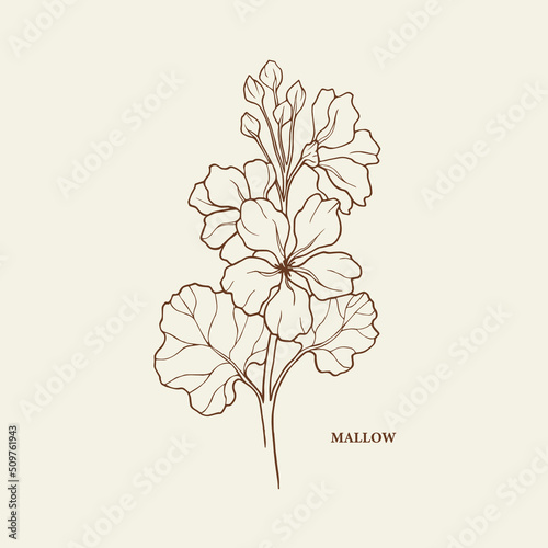 Hand drawn mallow flower branch illustration