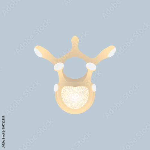 anatomy of thoracic vertebrae or dorsal vertebrae upper side view, bone, internal organs body part orthopedic healthcare, vector illustration cartoon flat character design clip art