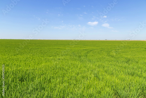 Green rice plantation