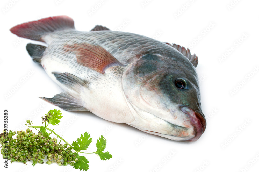 Tilapia fish isolated on white background.Nile tilapia originated from