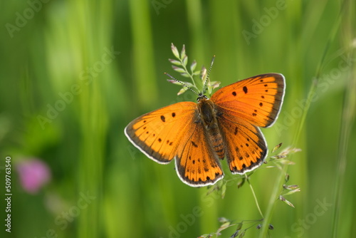 Large copper butterfly in nature with open wings photo