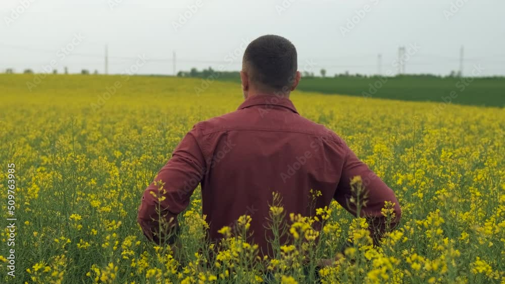 Rear view of farmer standing in rapeseed field examining crop. Rear view of farmer standing in rapeseed field examining crop.