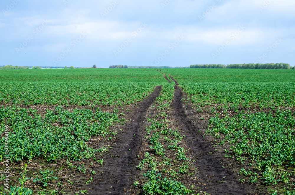 Obraz premium Traces from a tractor in a rapeseed field. Application of herbicides and insecticide in a rapeseed field.