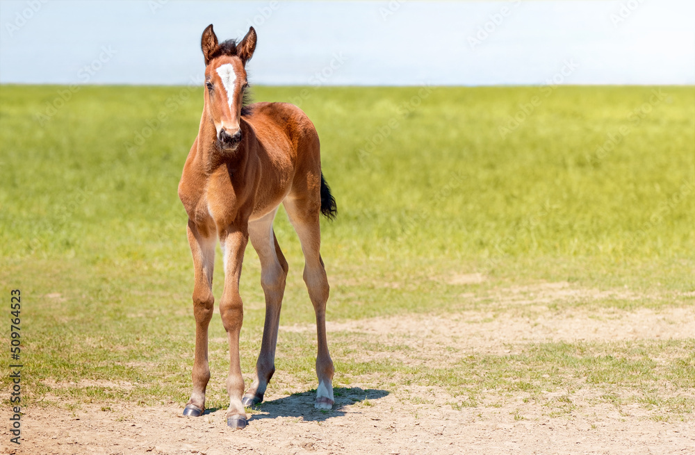 Fototapeta premium Foal close-up. Portrait of a thoroughbred colt grazing in a meadow. Pasture on a sunny summer day. Summer background