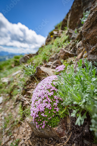 View of tender small mountain violet flowers in nature background