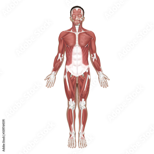 Medical illustration explaining the muscular system