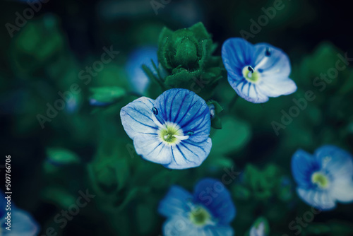 Little Veronica peduncularis Georgia blue flowers growing in spring meadow, soft selective focus photo
