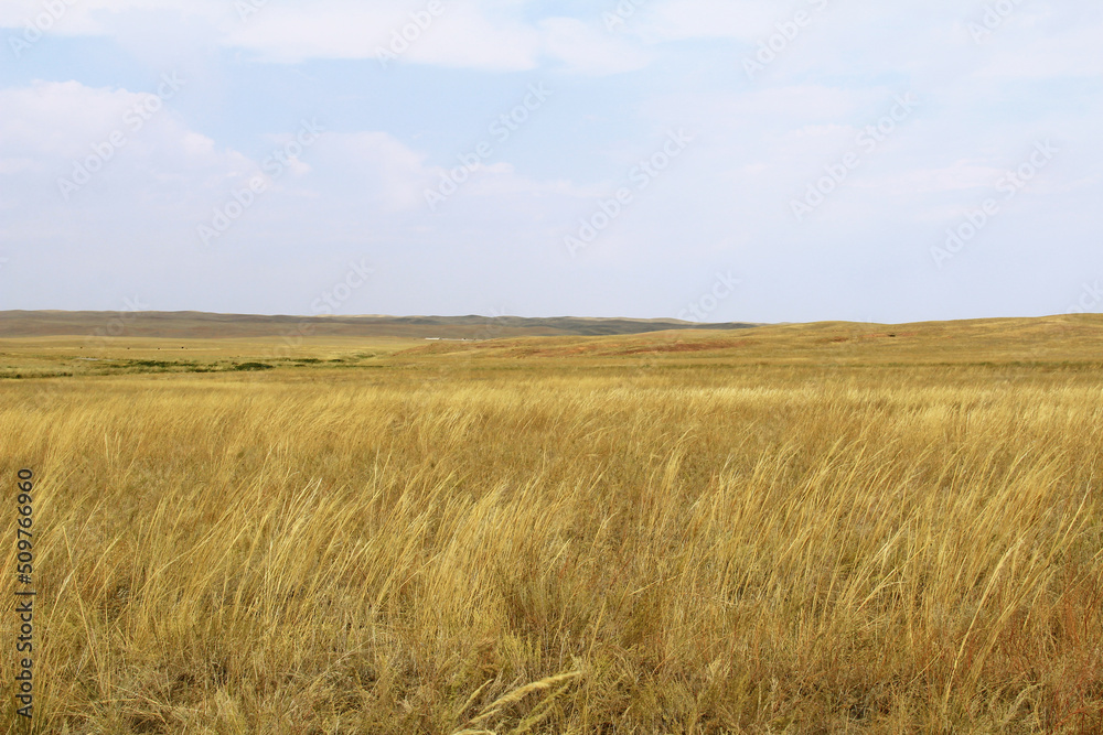Beautiful steppe landscape with tall yellow grass against the sky with clouds in autumn, sunny