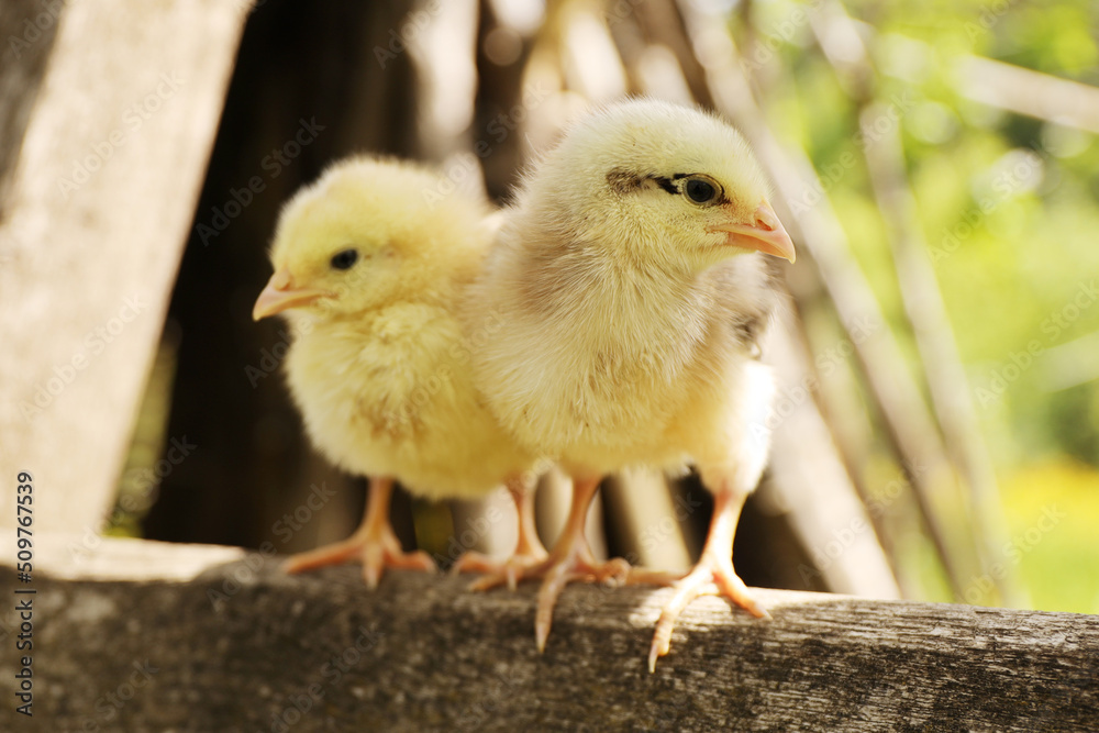 Young fluffy chicks, newborn chicken. Young fluffy chicks, newborn chicken.