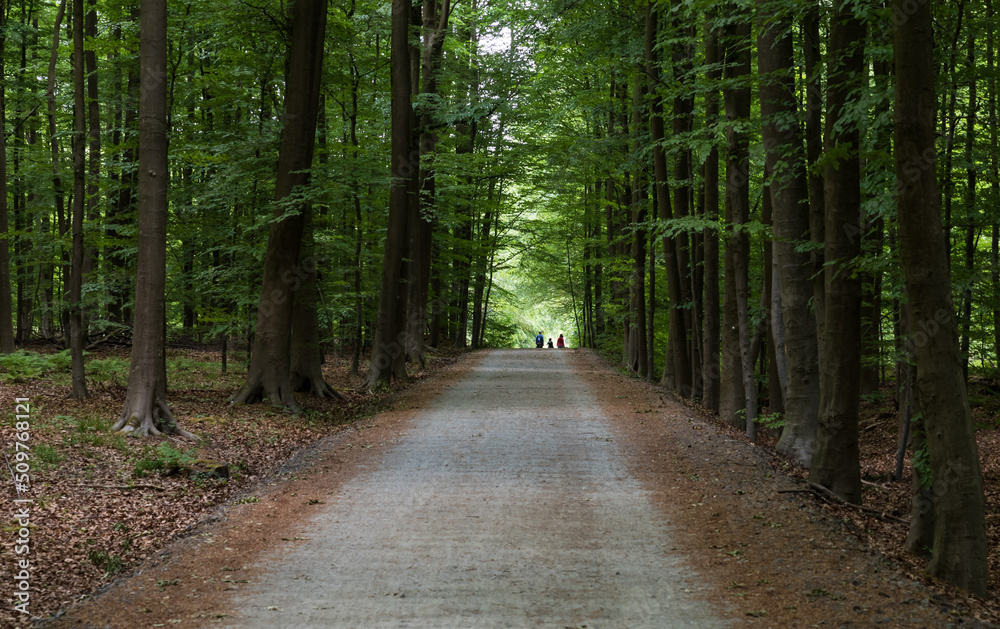 Tree lane and walking path in the Forest des soignes Tree lane and walking path in the Forest des soignes