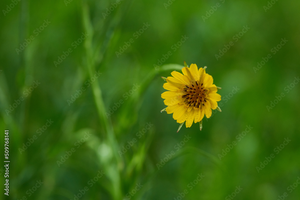 Großer Bocksbart (Tragopogon dubius) Großer Bocksbart (Tragopogon dubius)