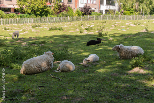 White sheeps, lambs and a black sheep grazing in the city meadows of uccle photo