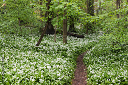Landscape view of allium ursinum, broad-leaved garlic, in the Brussels woods on a spring day. photo