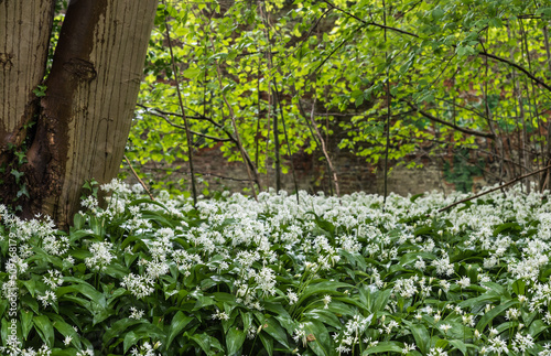 Fototapeta Naklejka Na Ścianę i Meble -  Landscape view of allium ursinum, broad-leaved garlic, in the Brussels woods on a spring day.