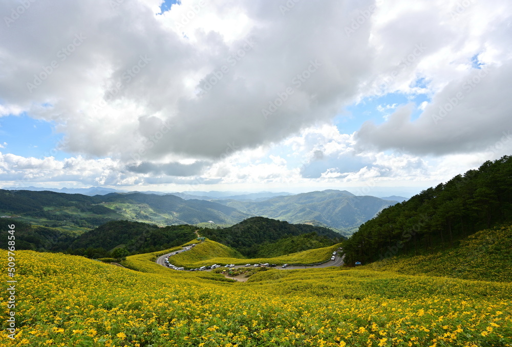 Beautiful view of Doi Mae U Khoti with yellow flowers blooming all over the mountain and blue sky. Mexican sunflowers bloom all over the mountain surrounding a U-shaped road. popular tourist 
