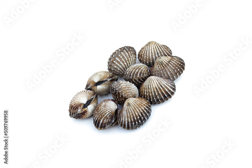 Cockle fresh isolated on white backgrond.