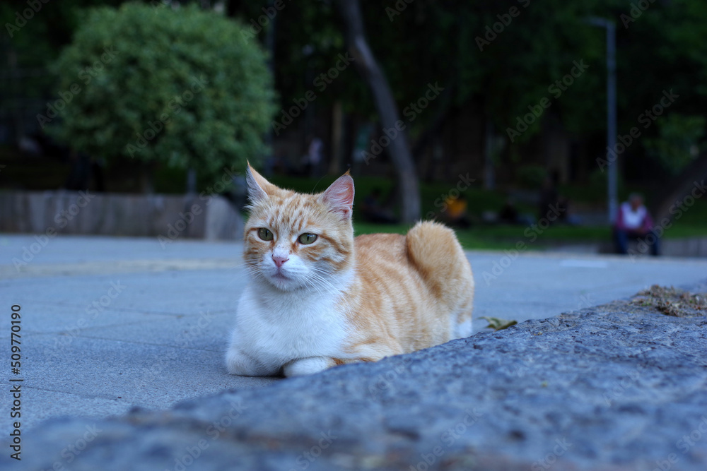 Fototapeta premium Chat roux à l'heure bleue d'Istanbul