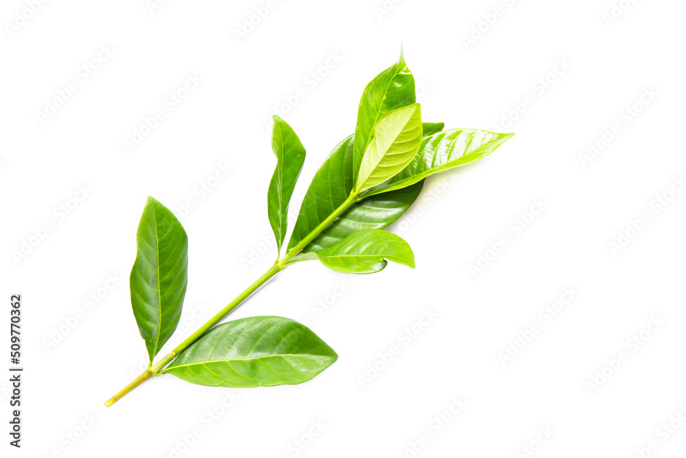 Fototapeta premium Abstract Green leaves branch on white background with copy space. Nature concept for Green fresh Energy earth saving.